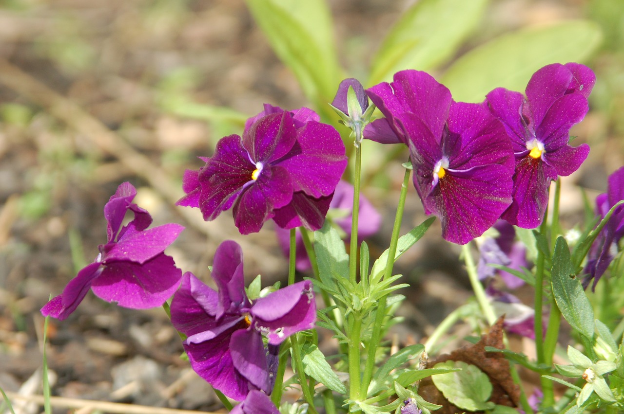 pansy flowers spring free photo