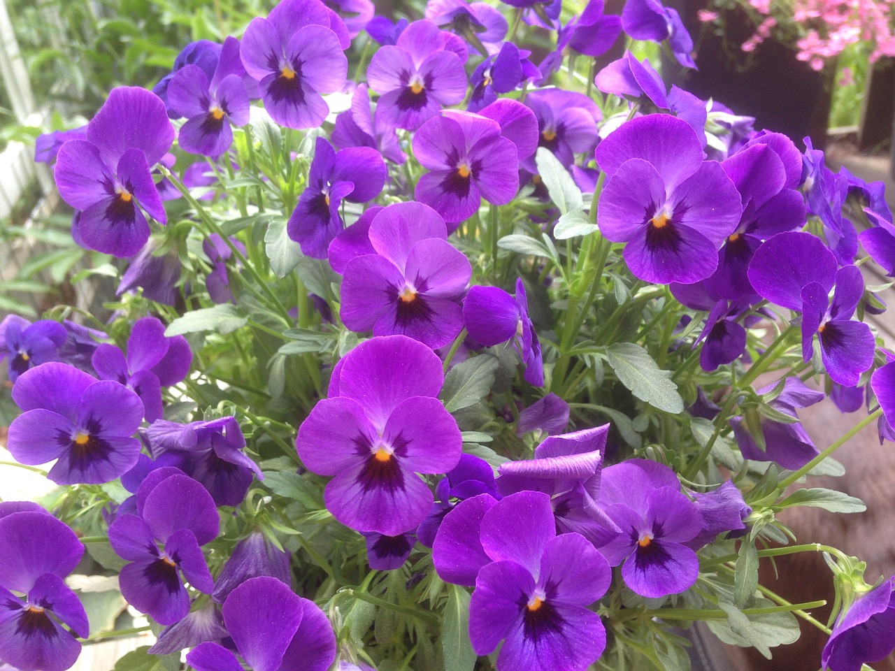 pansy purple flower free photo