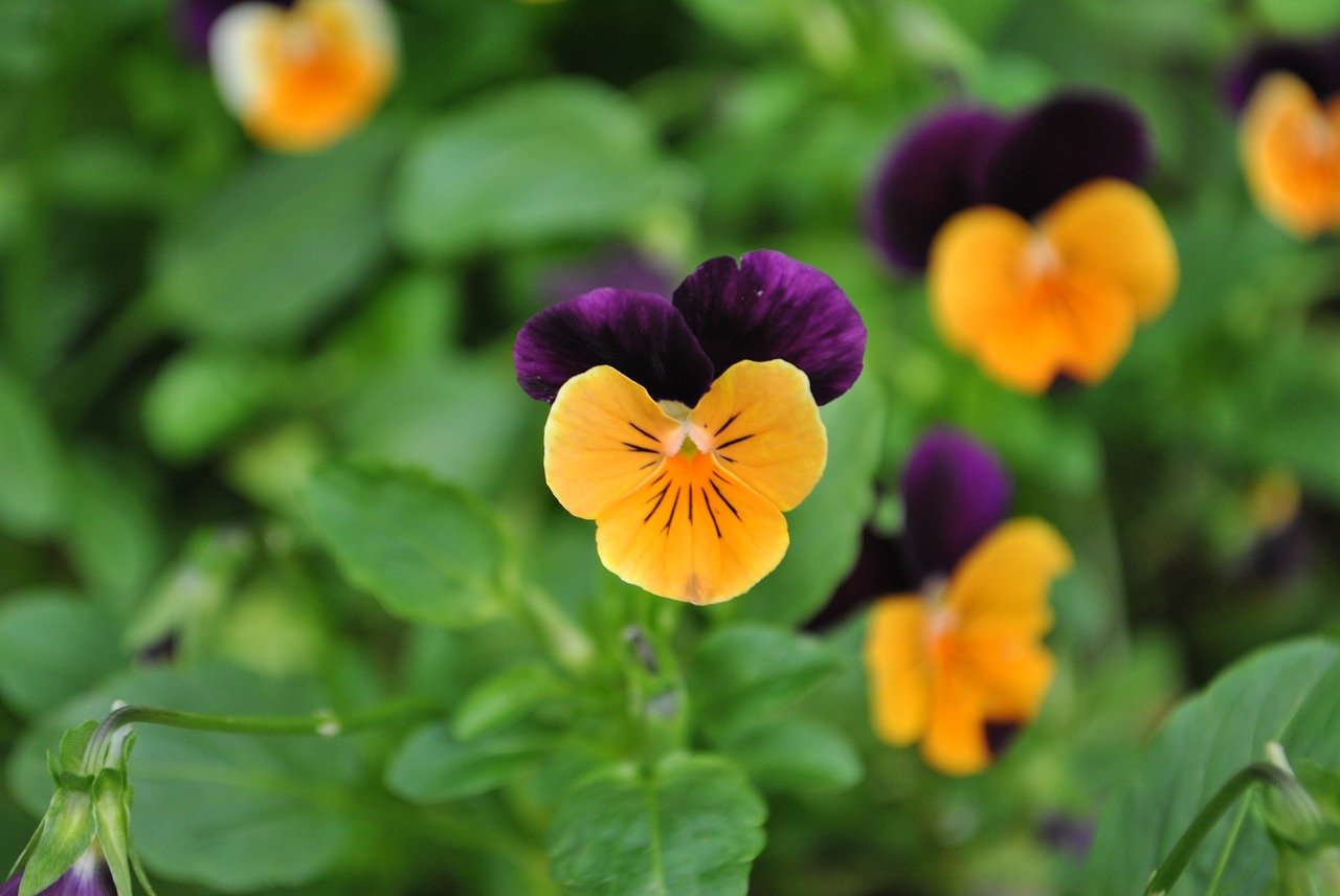pansy flower  flowers  pansy free photo