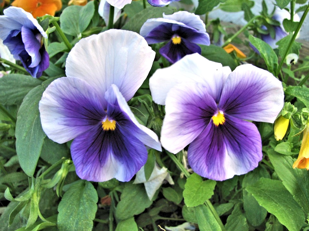 pansy flower summer garden purple flower free photo