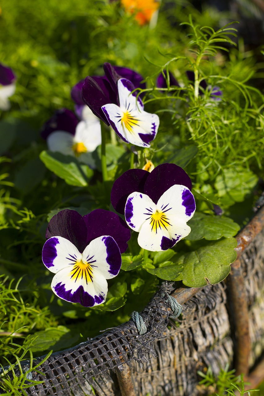 pansy flowers flower flora free photo