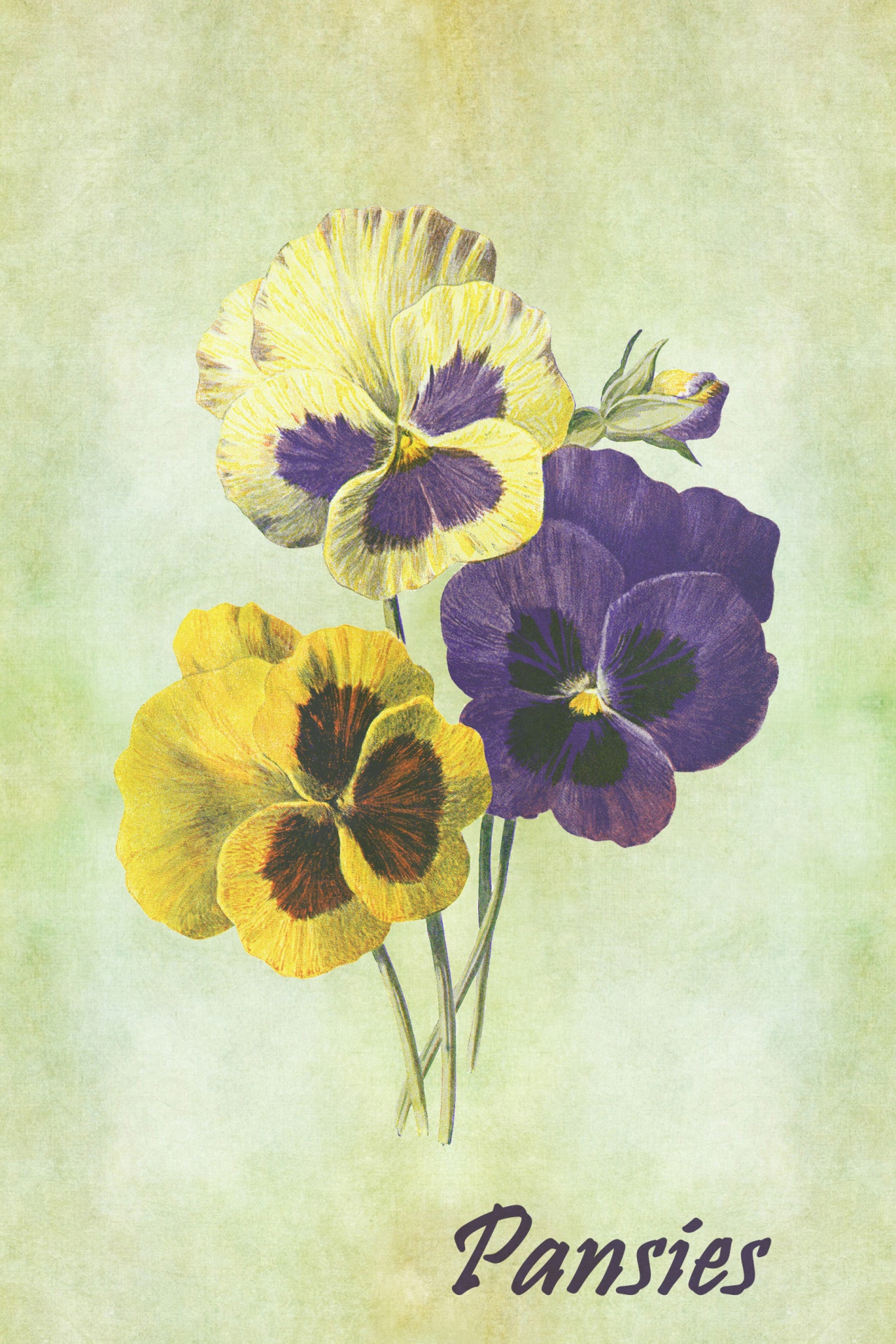 pansy flower flowers free photo