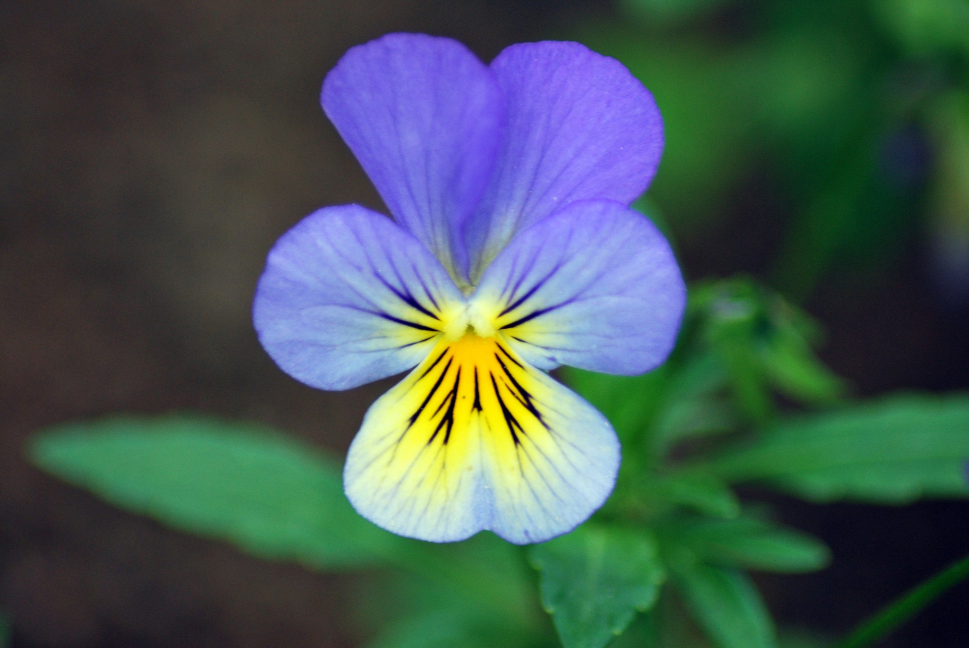 pansy flower pansy flower free photo