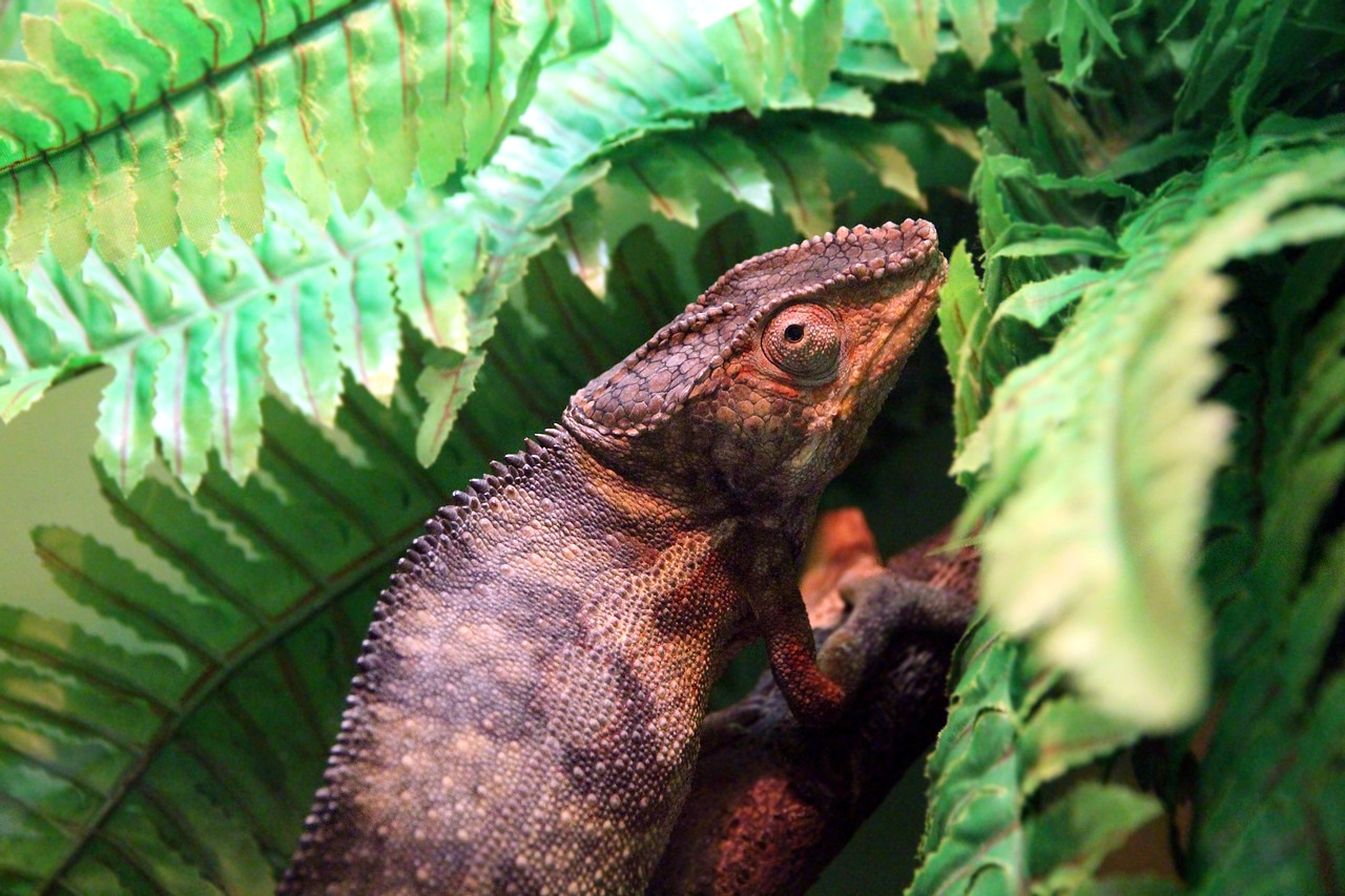 panterovy chameleon pardalis furcifer pardalis free photo