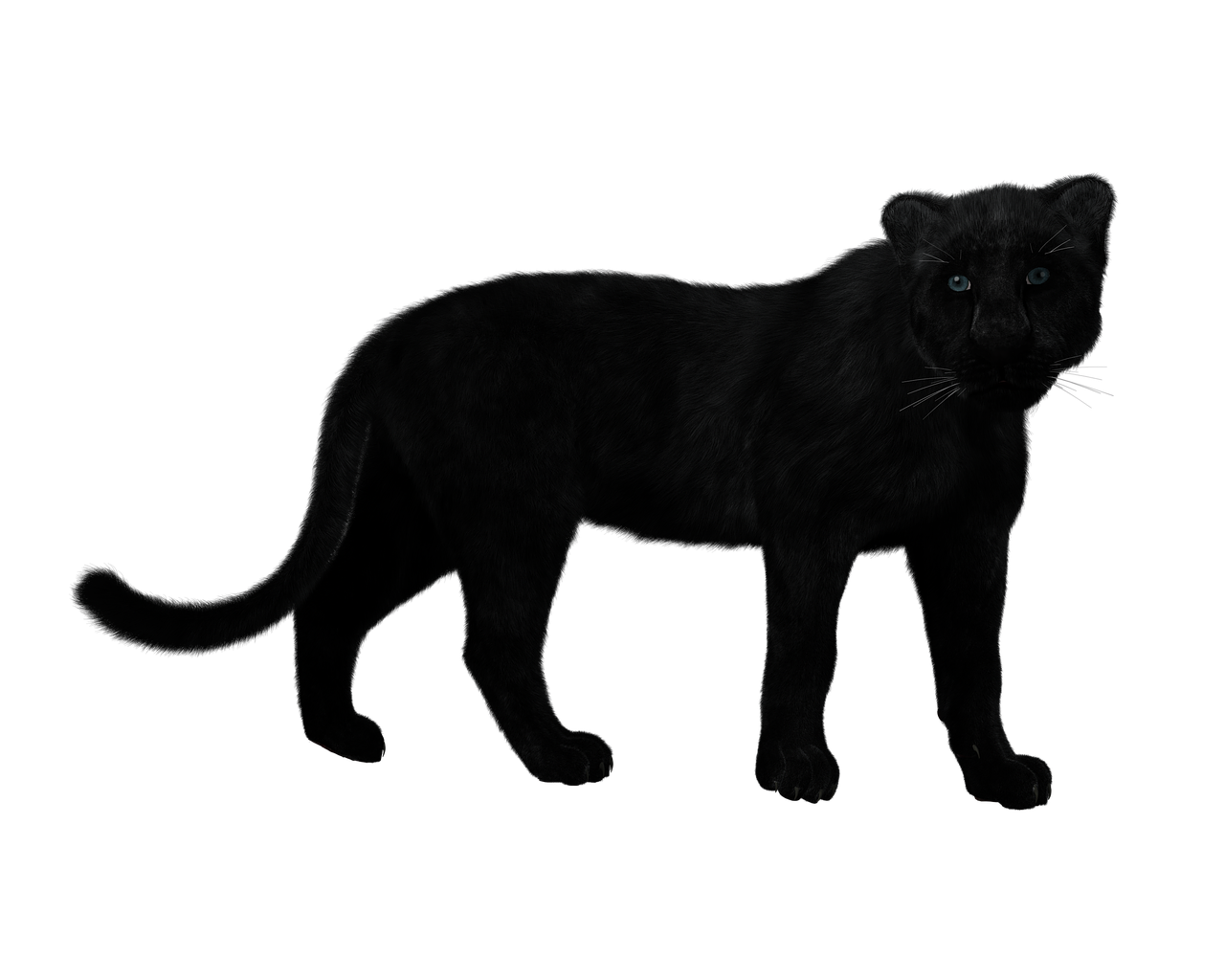 panther black big cat mystical free photo