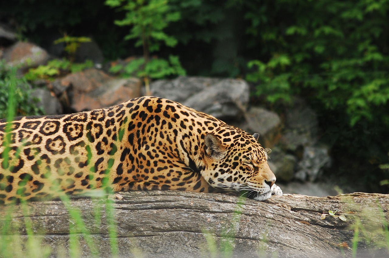 panther sleeps animal free photo