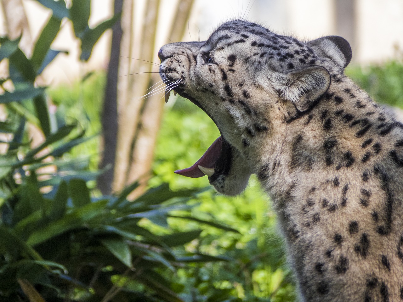 panther zoo feline free photo