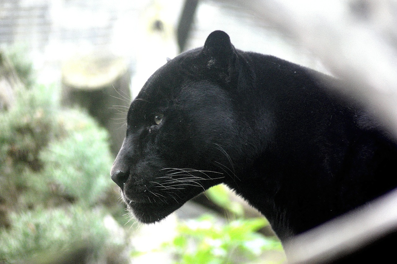 panther big cat feline free photo