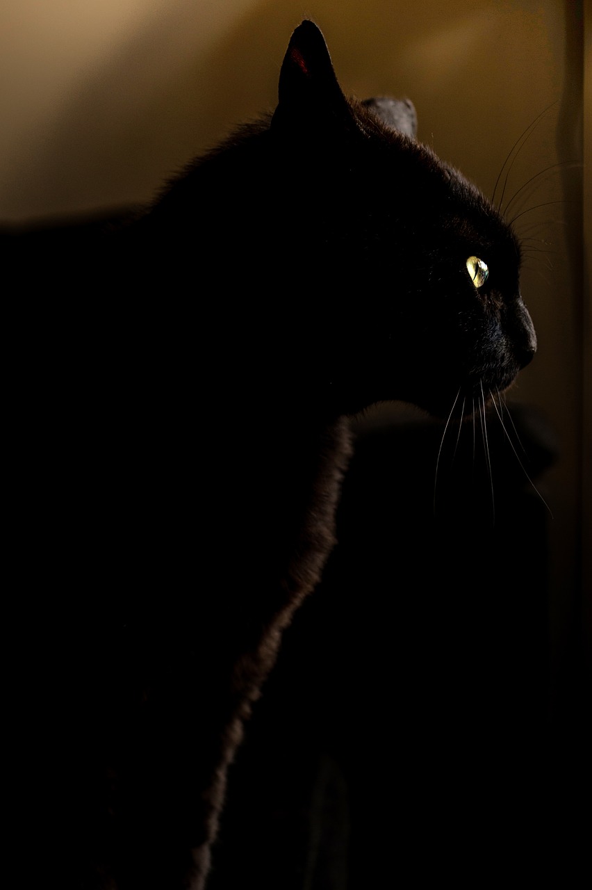 panther cat black free photo