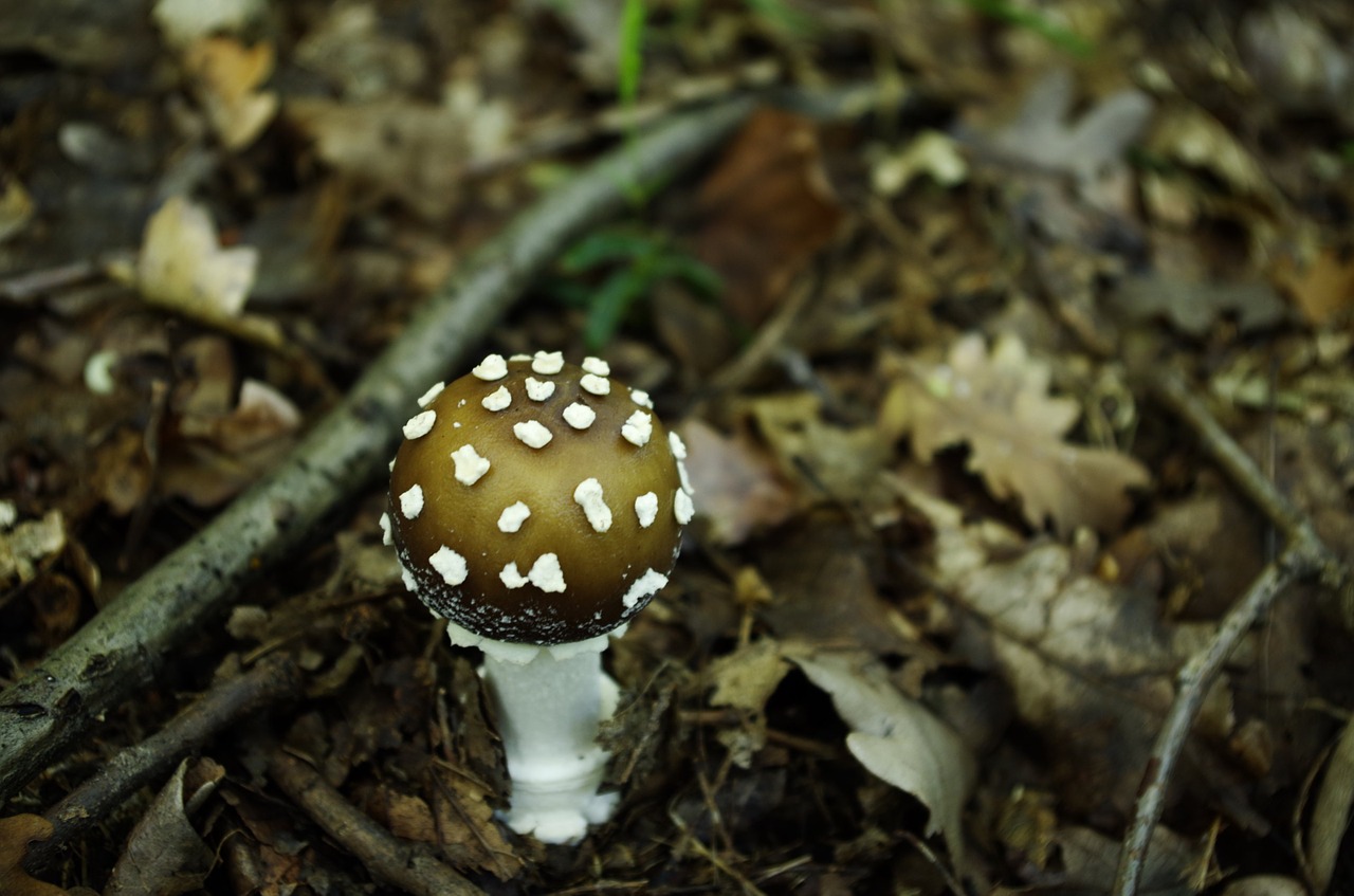 panther cap mushroom agaric free photo