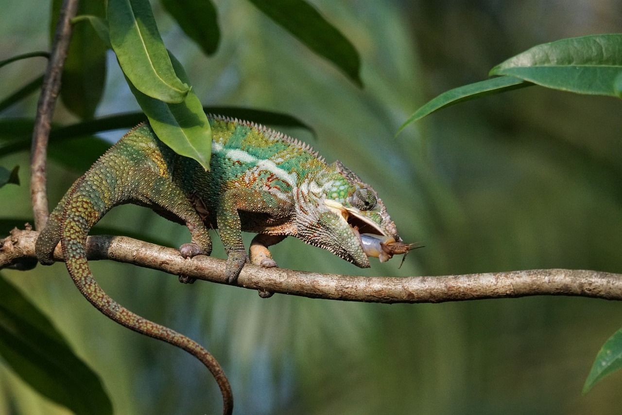 panther chameleon food eat free photo