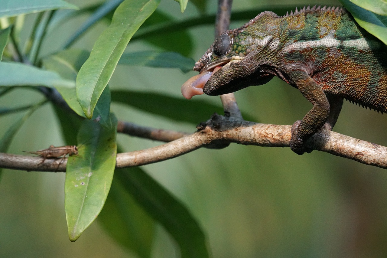 panther chameleon food eat free photo
