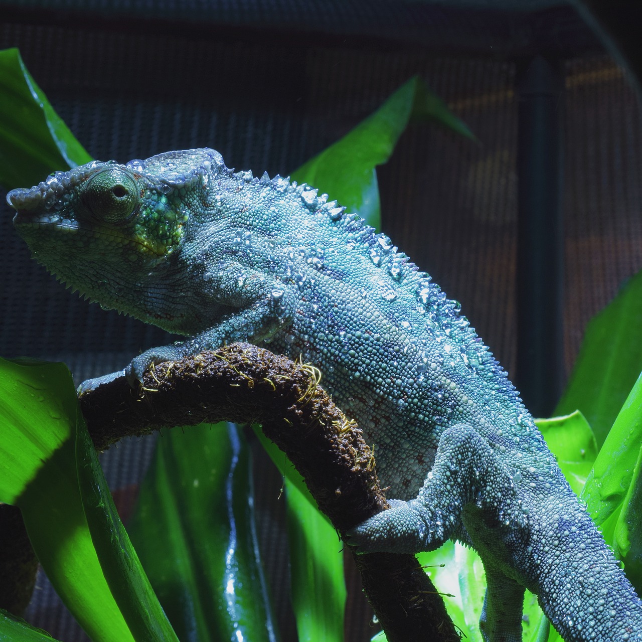 panther chameleon chameleon reptile free photo