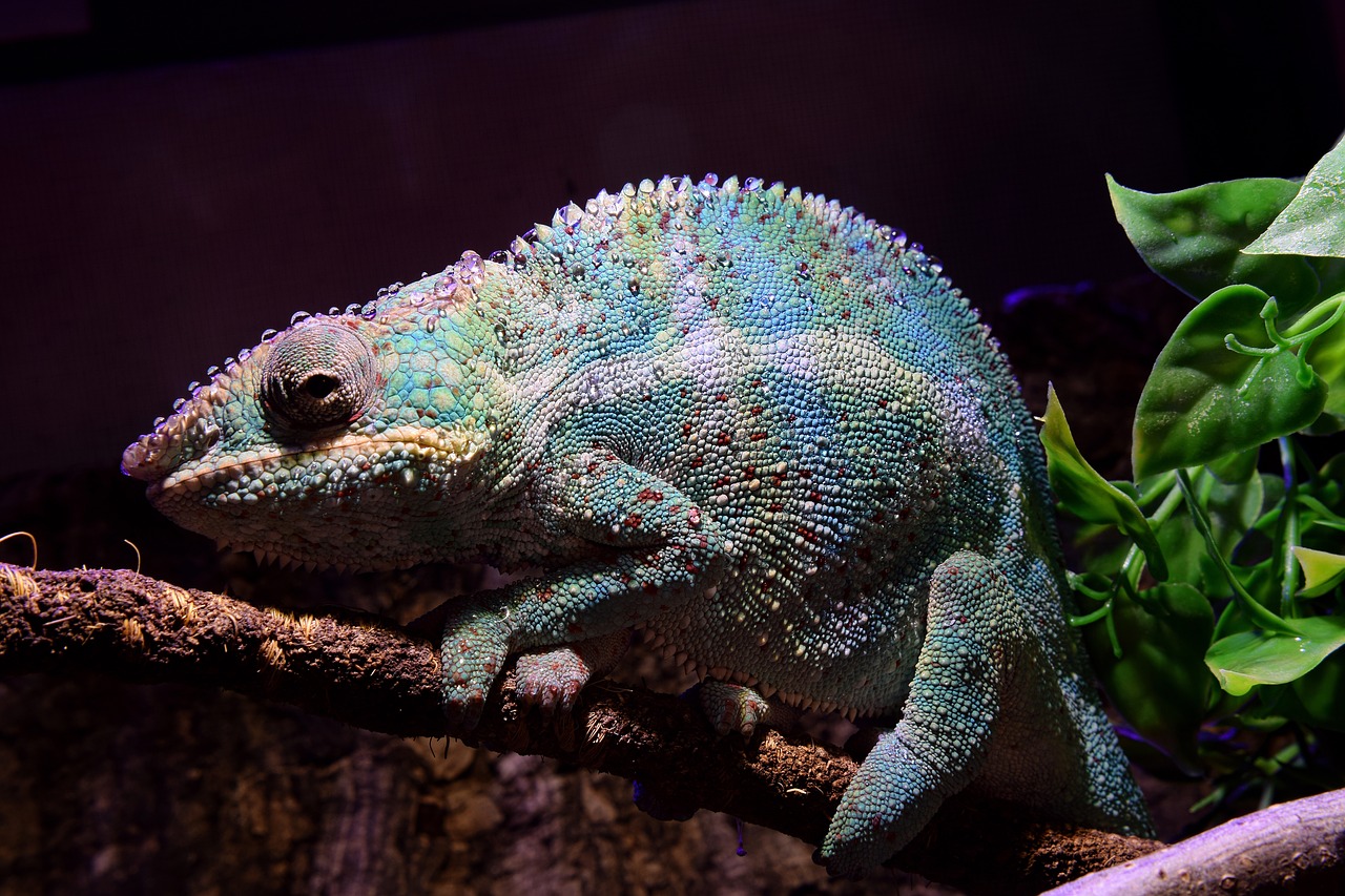 panther chameleon  chameleon  drop of water free photo