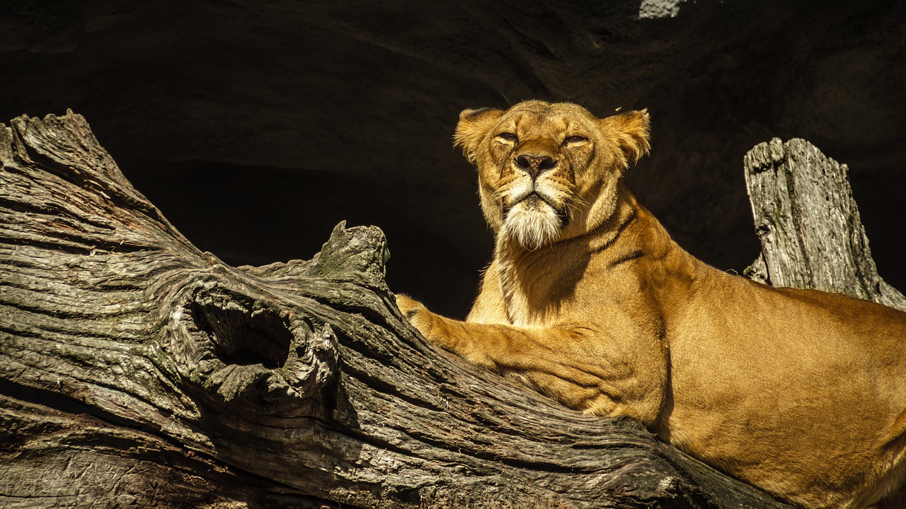 panthera leo lion lioness free photo