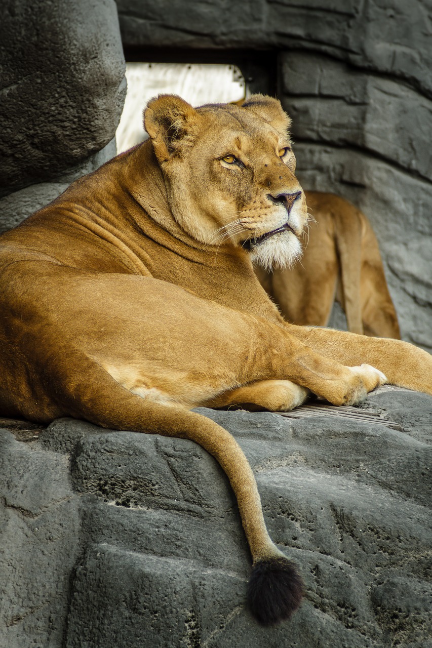 panthera leo lion lioness free photo