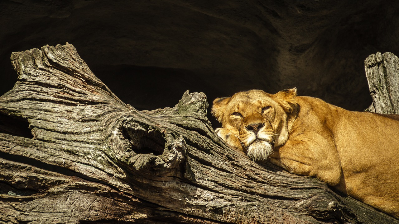 panthera leo lion lioness free photo