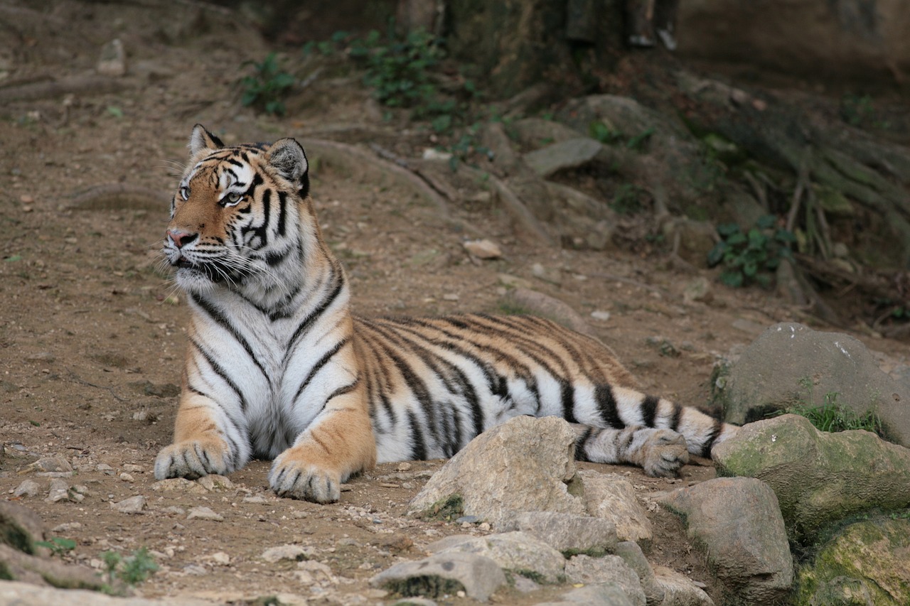 panthera tigris tiger seoul zoo free photo