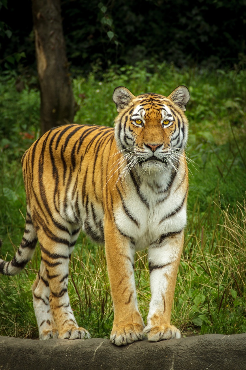 panthera tigris altaica tiger siberian free photo