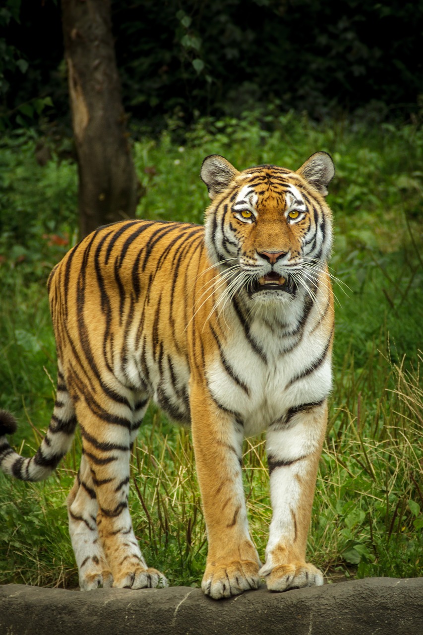 panthera tigris altaica tiger siberian free photo