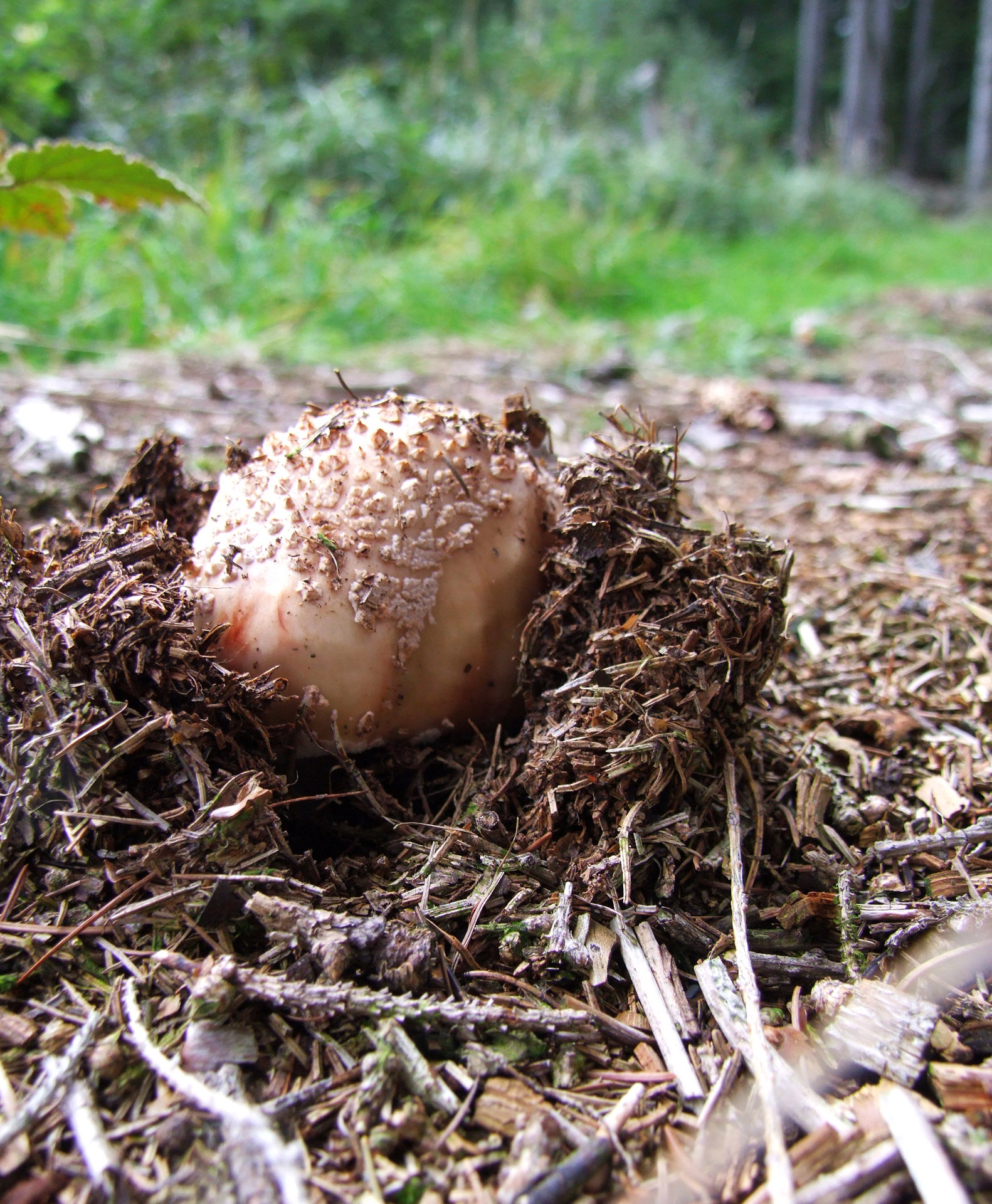 mushroom autumn mixed forest free photo