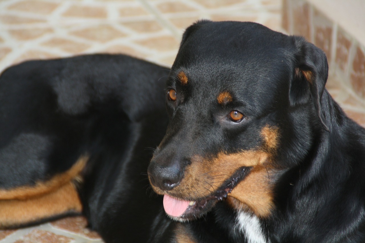 panting dog tired free photo