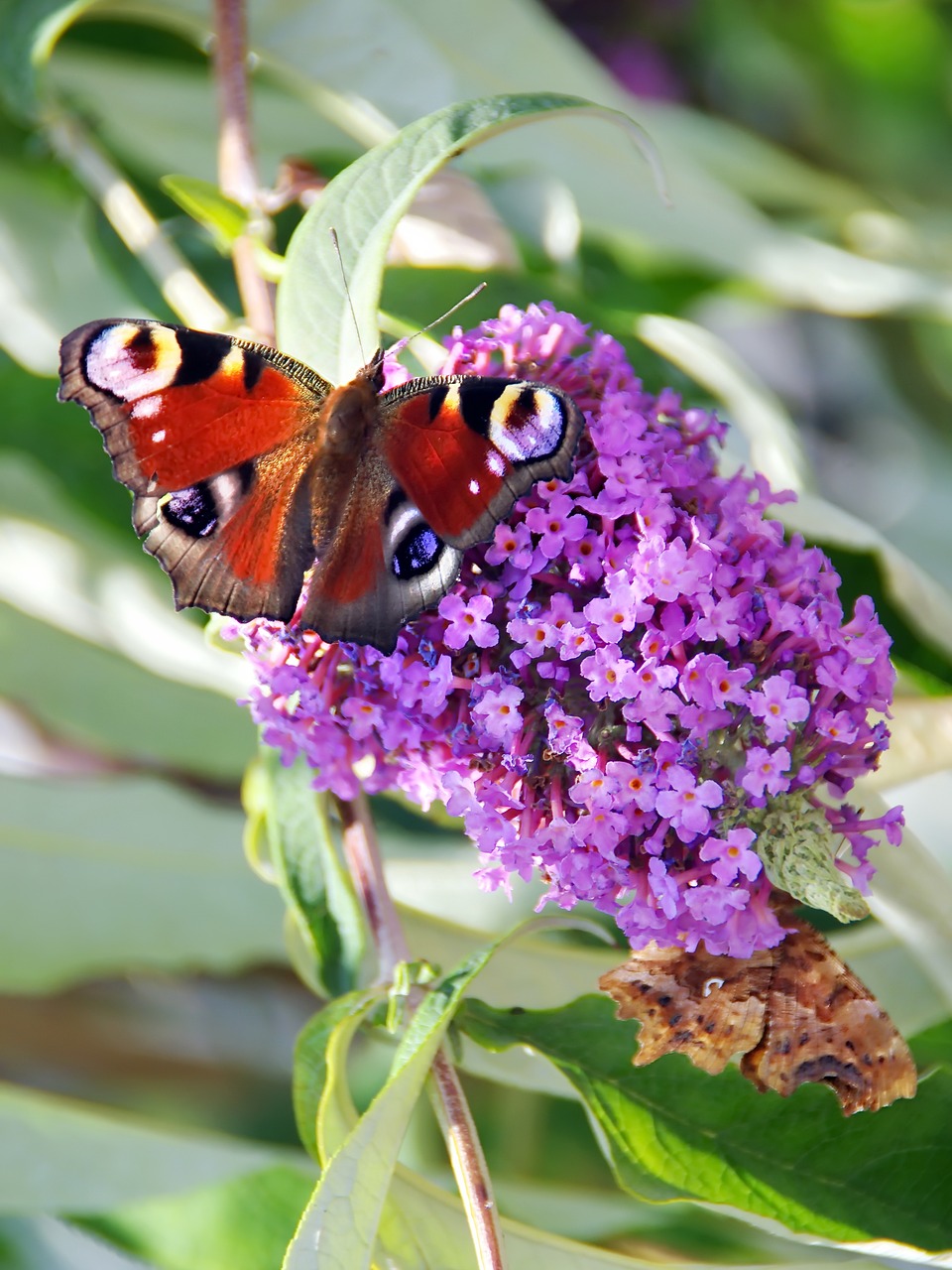 paon-du-jour  butterfly  buddleia free photo