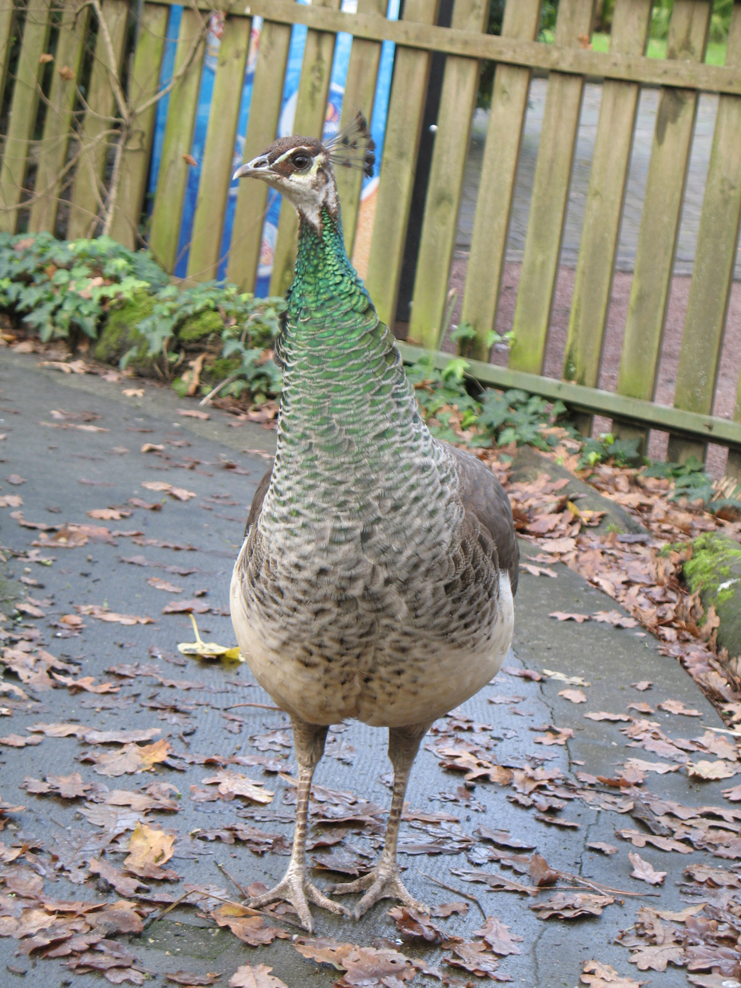 female peacock female peacock free photo