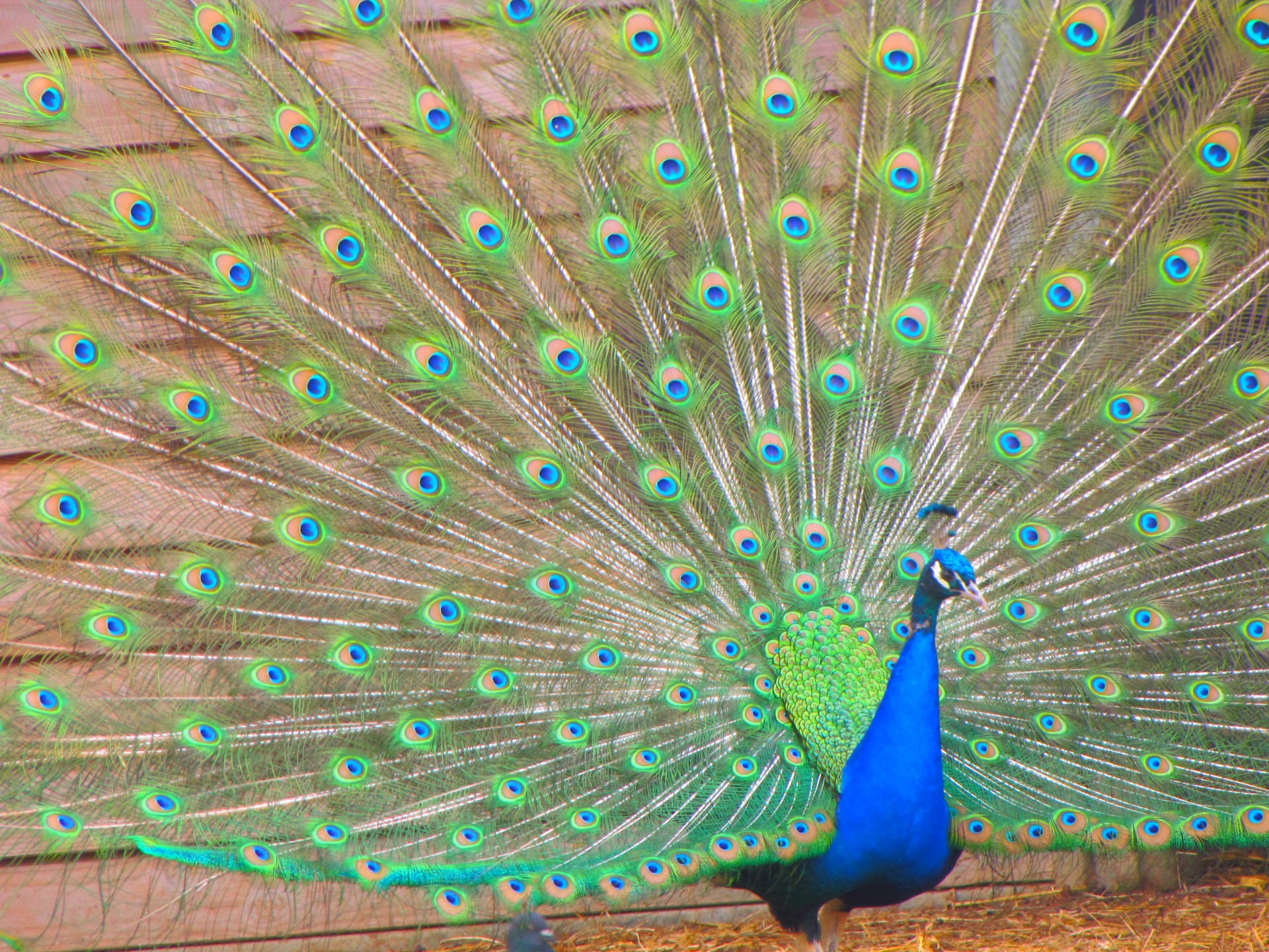 bird peacock tail free photo