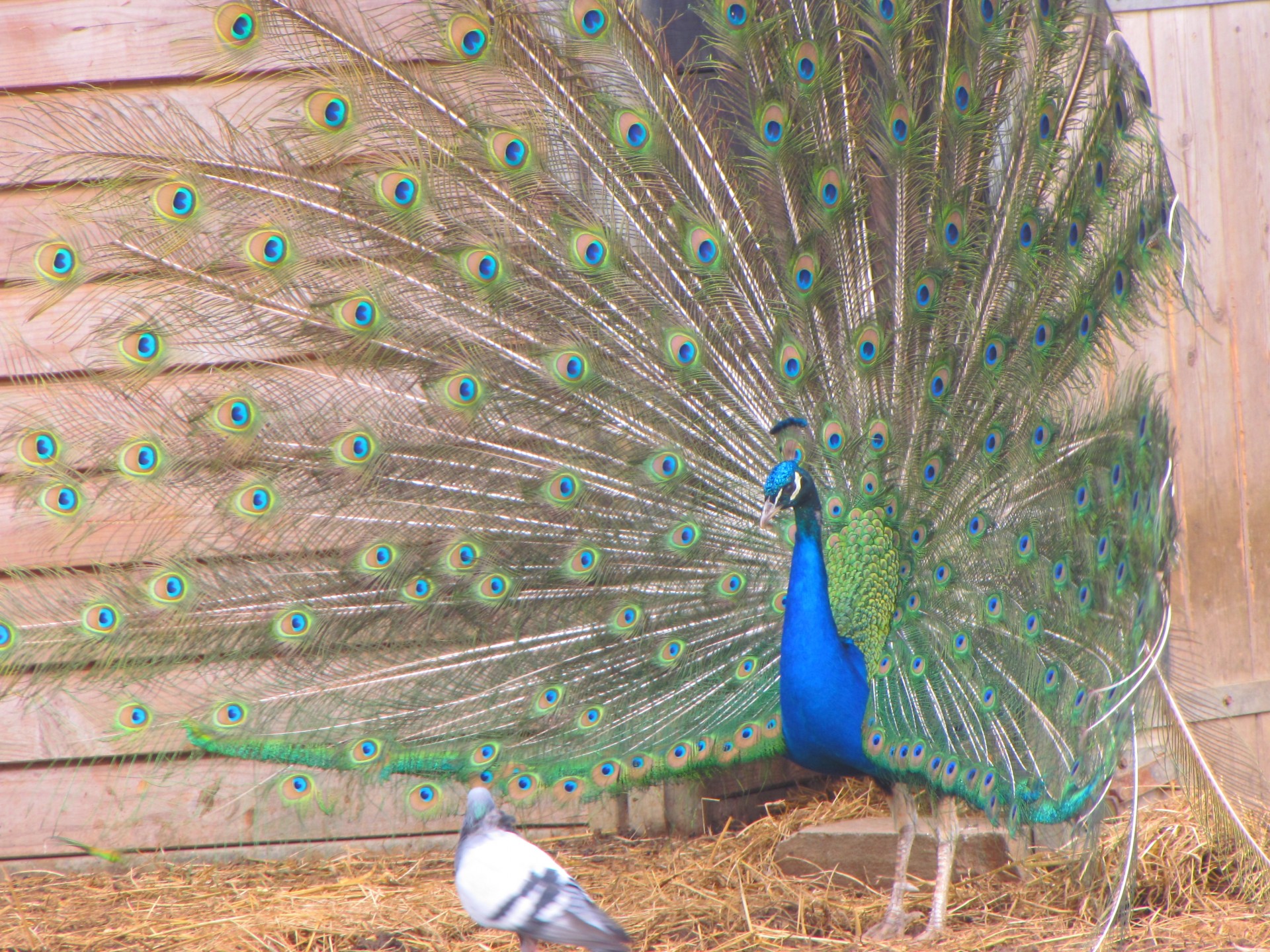 bird peacock wheel free photo