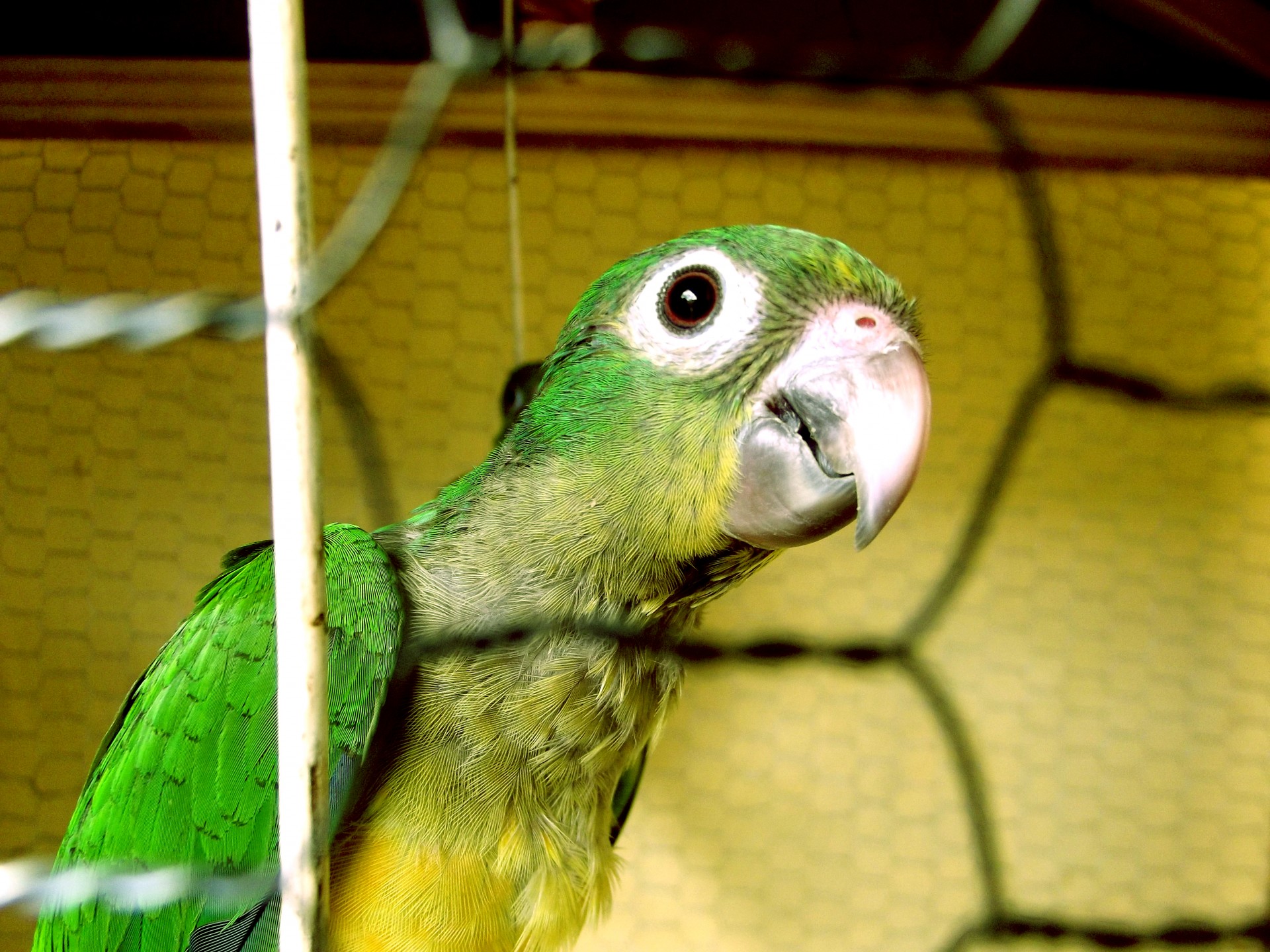 parrot aviary bird free photo