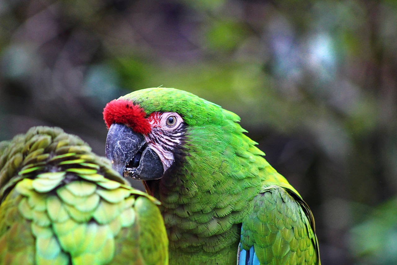 papagáj arra dodo bird free photo
