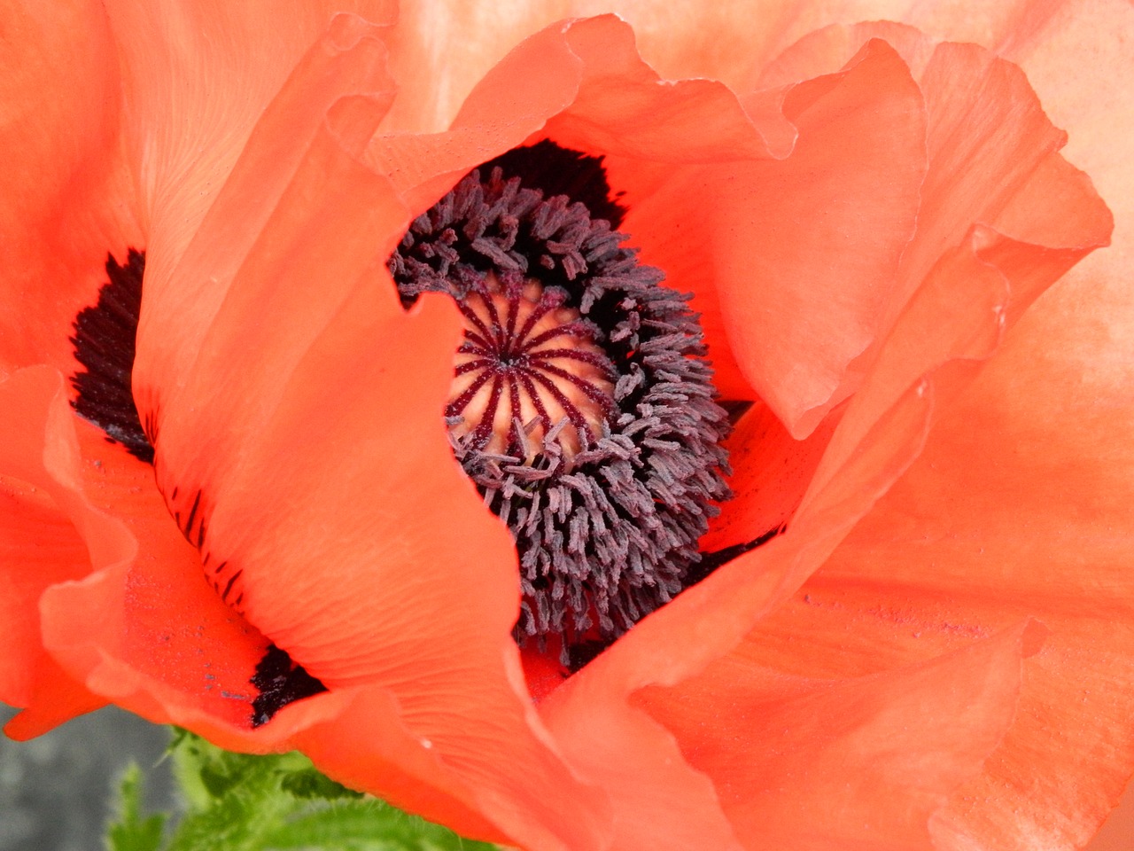 papaver  poppy  flower free photo