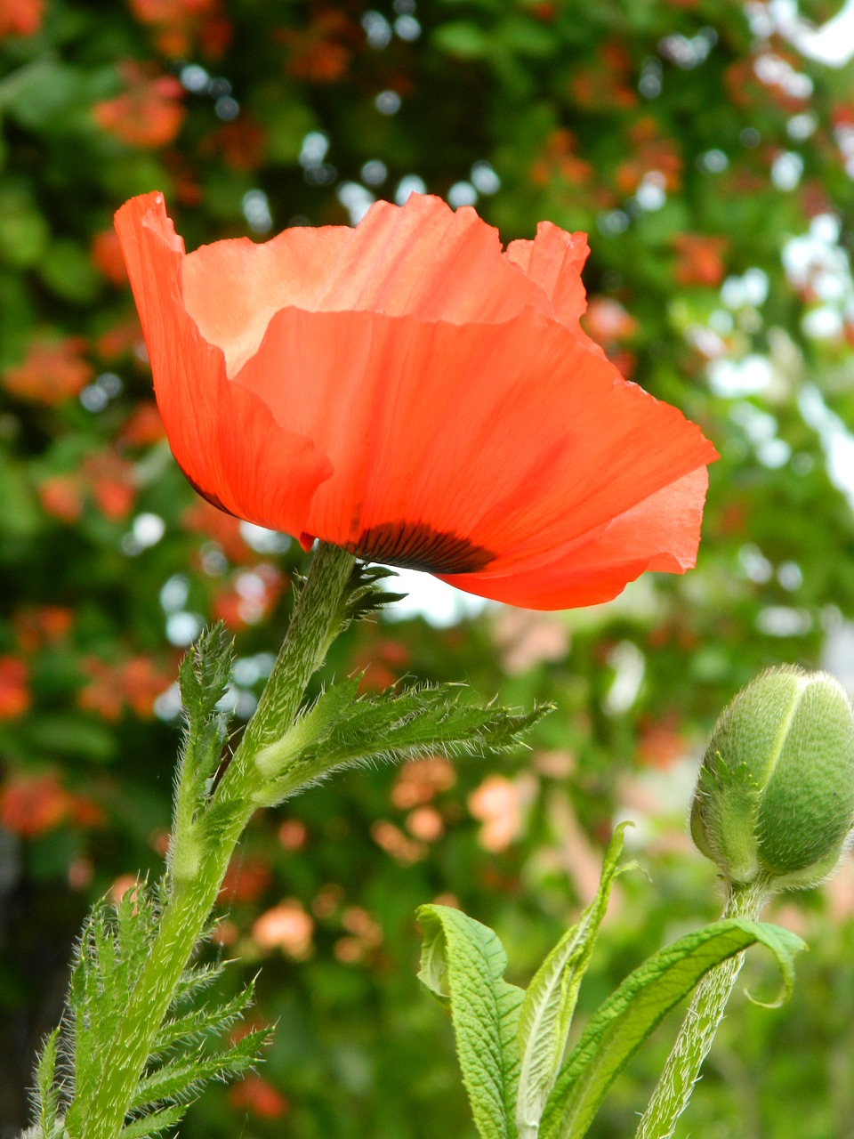 papaver  poppy  flower free photo