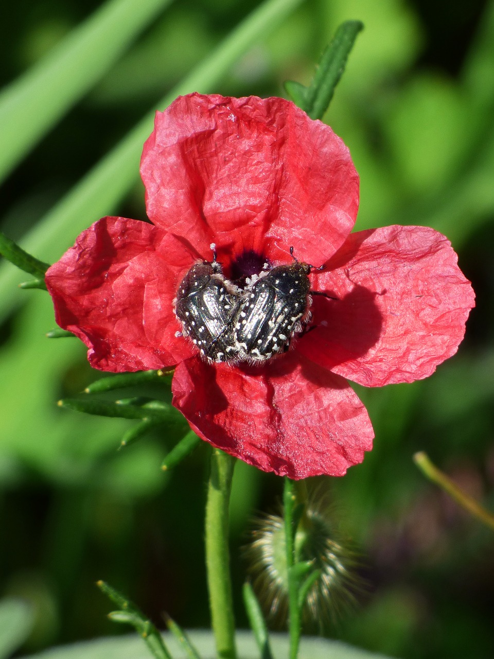 papaver hybridum poppy sad poppy free photo