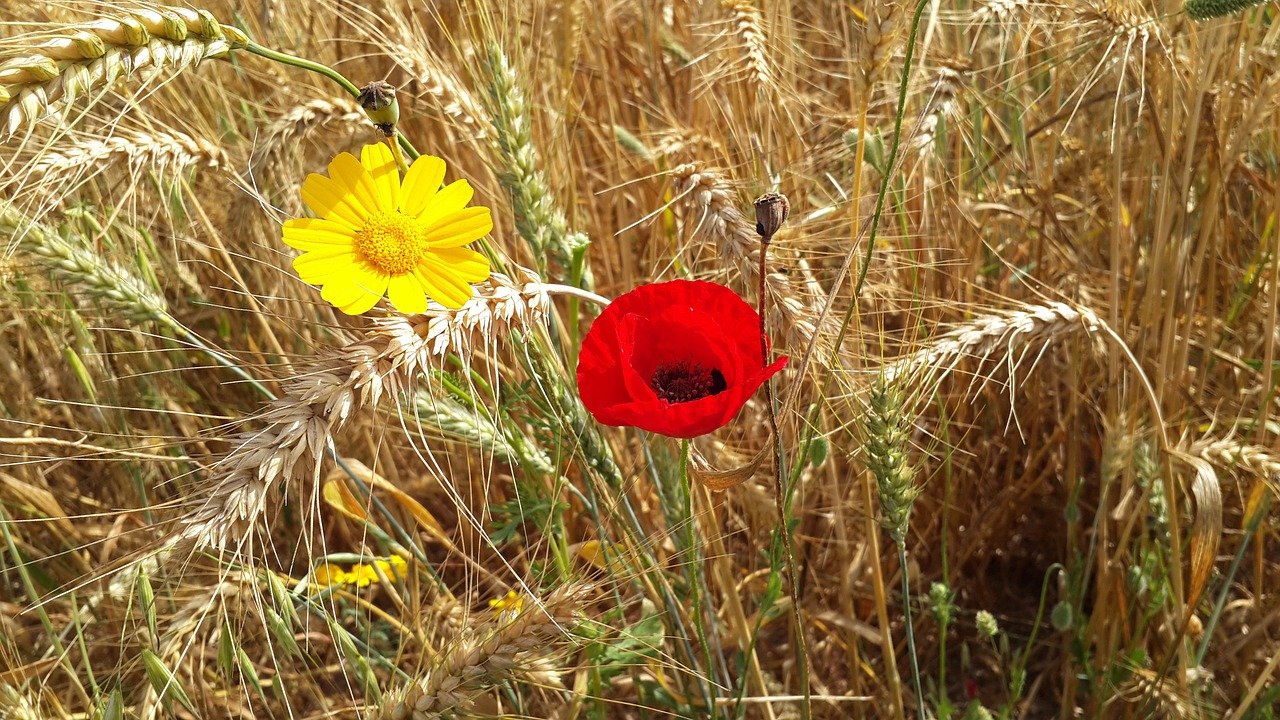 papaver rhoeas daisy summer free photo