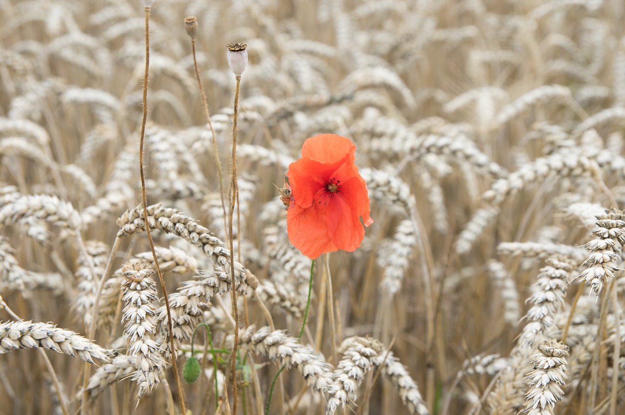 papaver rhoeas triticum poppy free photo