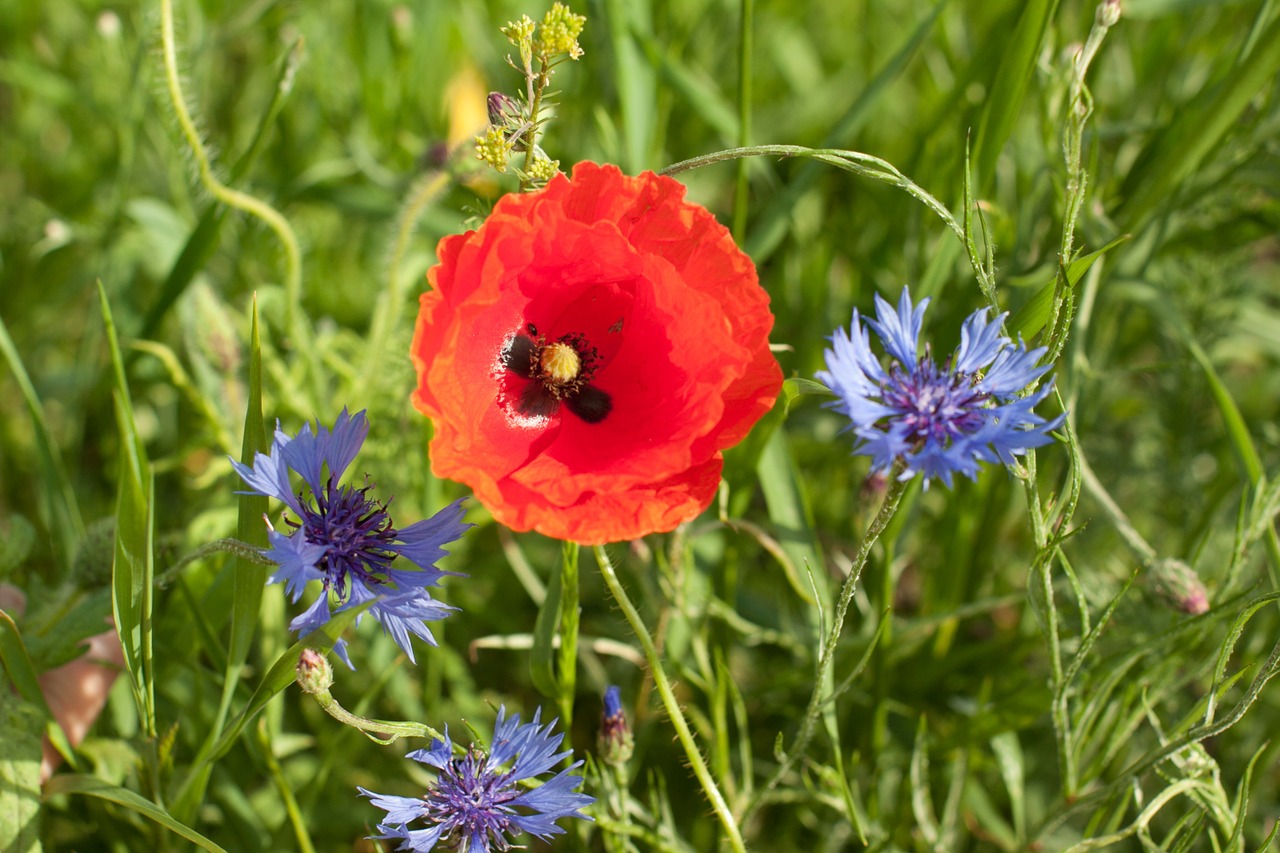 papaver rhoeas meadow nature free photo