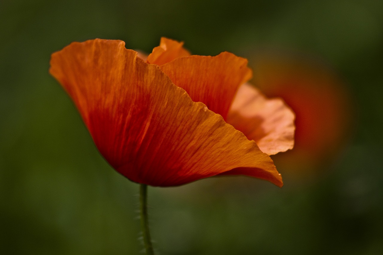 papaver rhoeas red green free photo