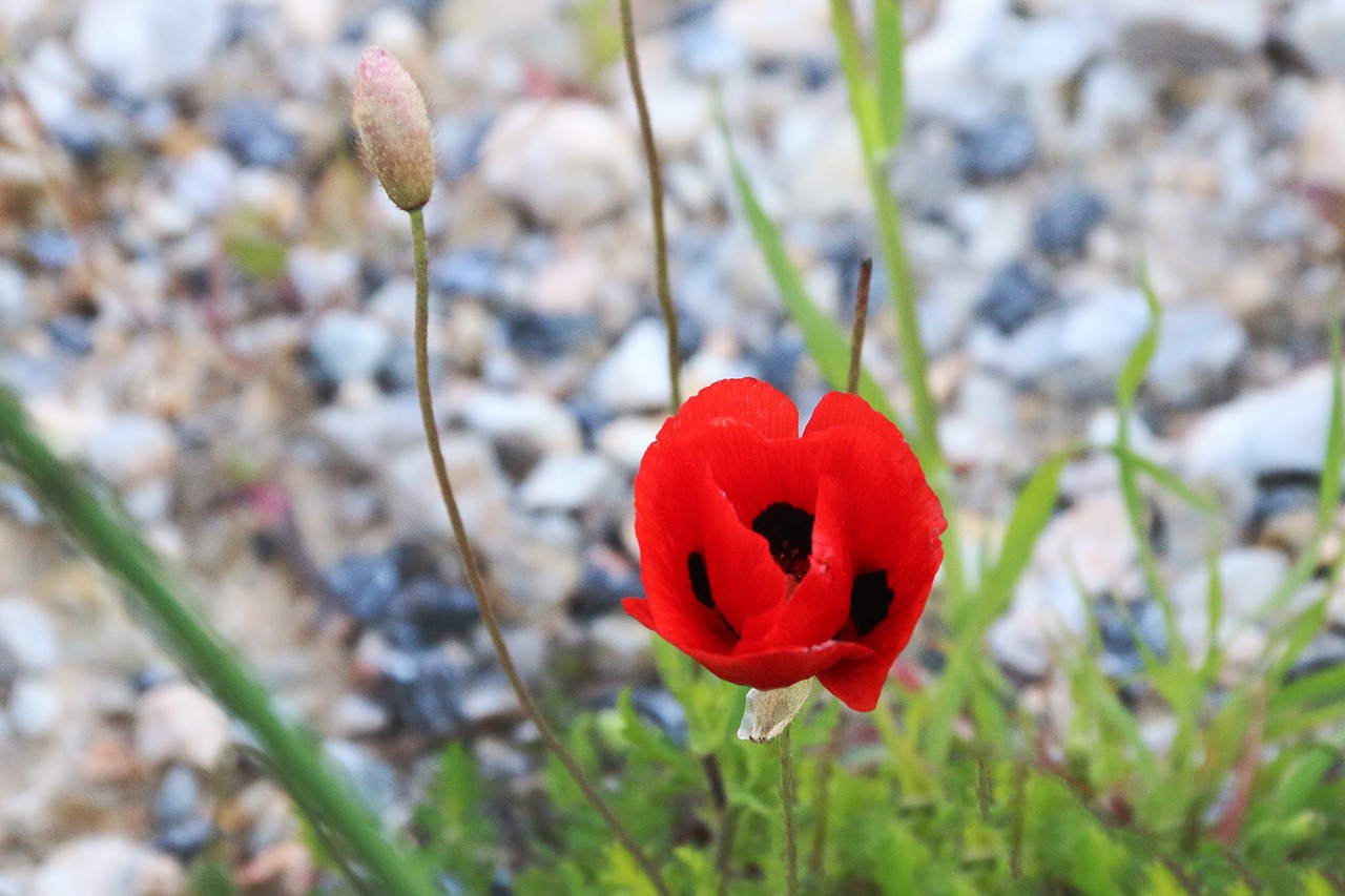 papaver rhoeas flower plant free photo