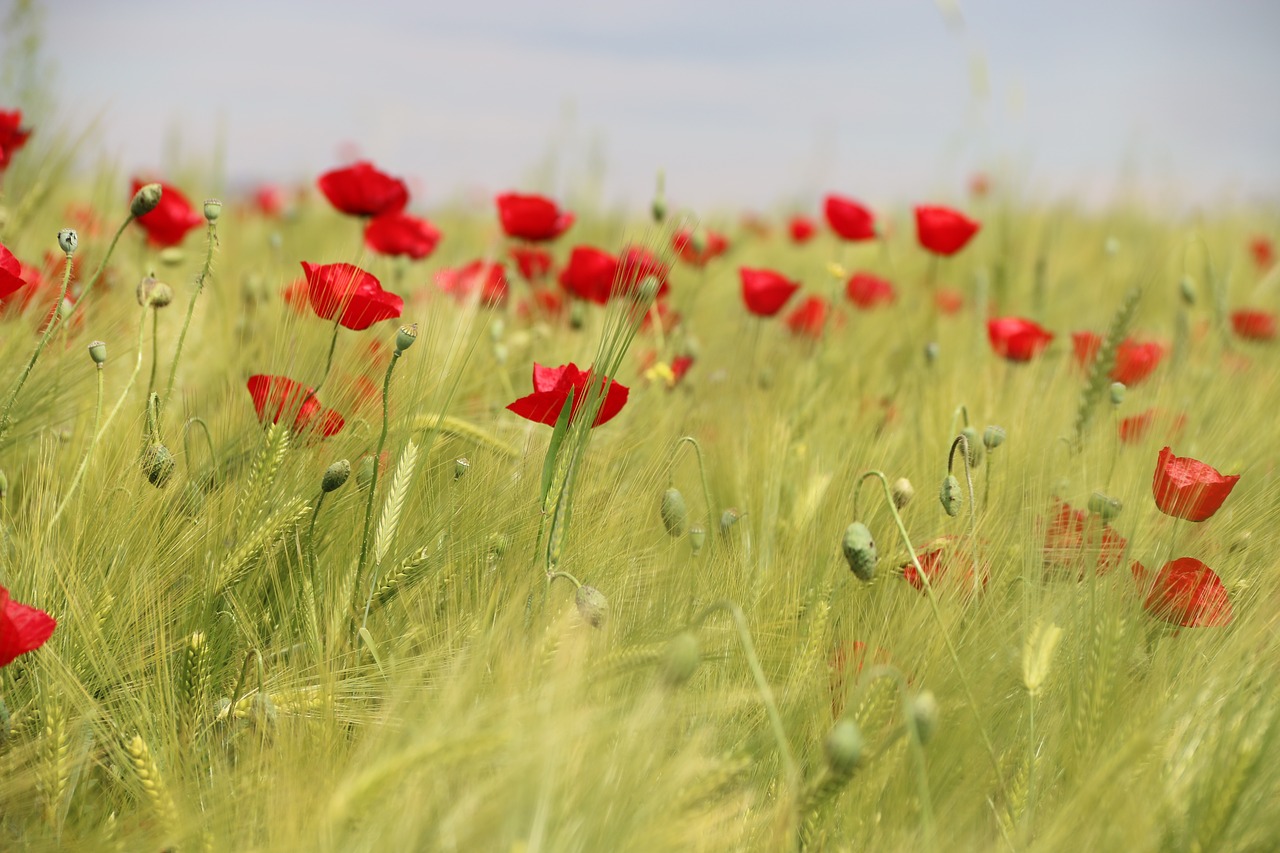 papaver rhoeas flower plant free photo