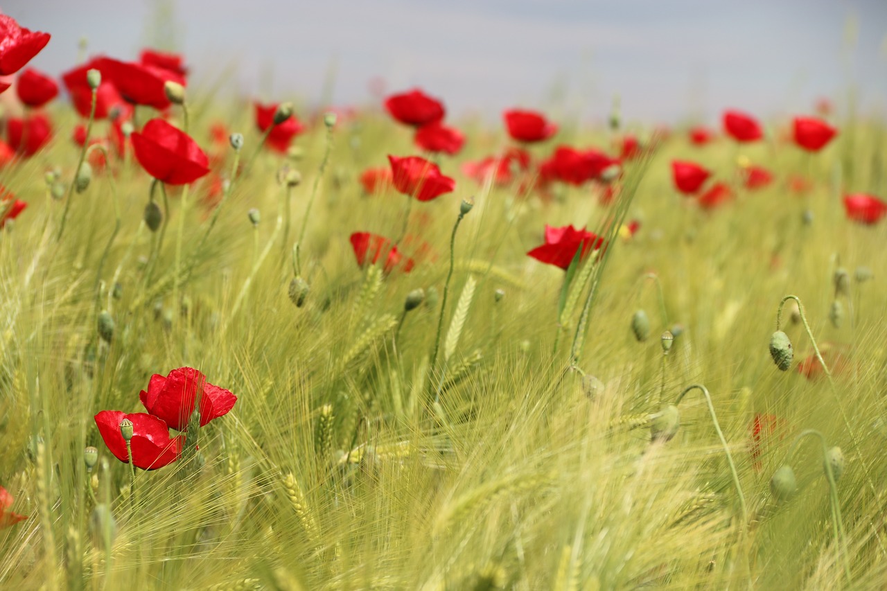 papaver rhoeas flower plant free photo