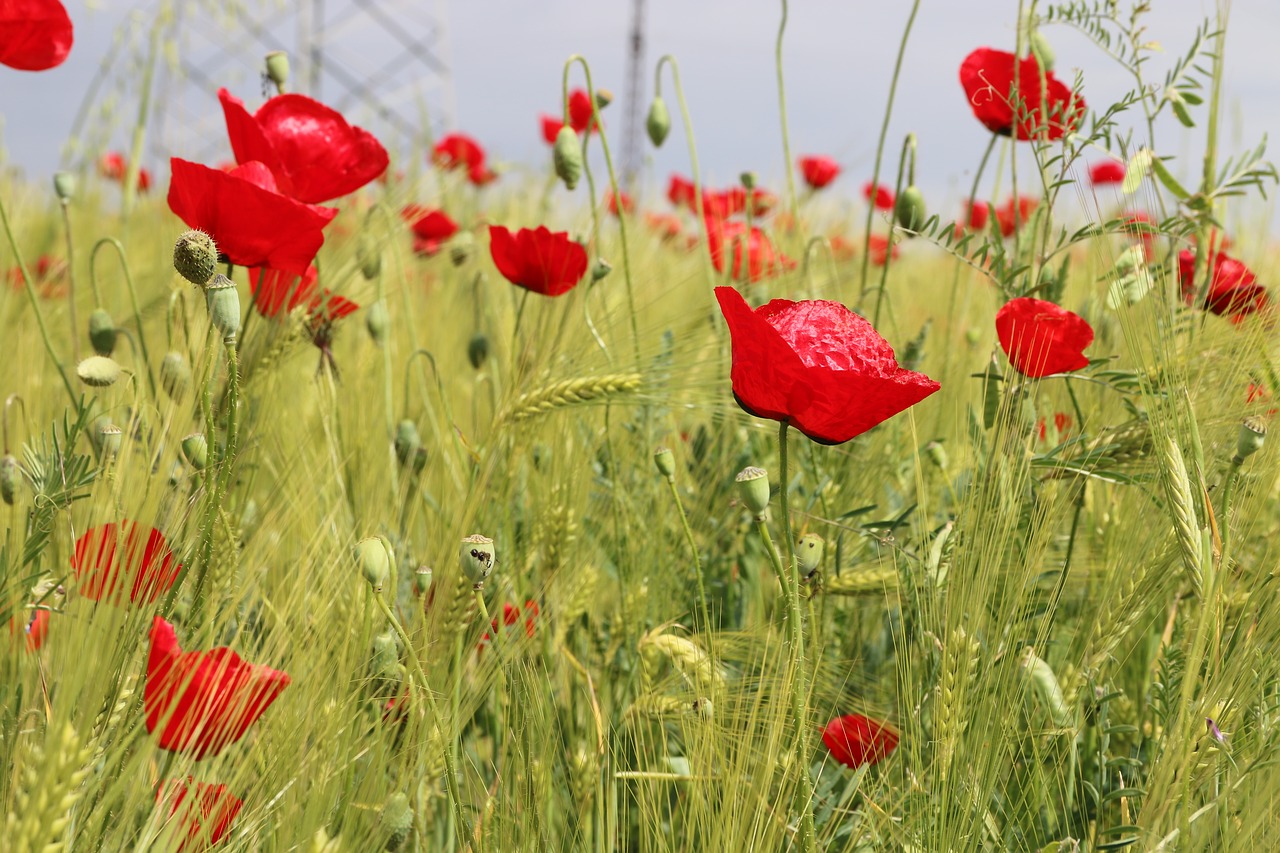 papaver rhoeas flower plant free photo