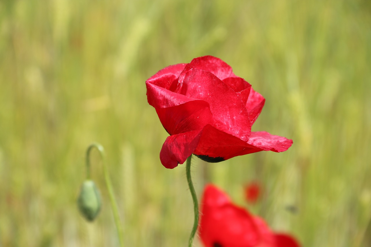 papaver rhoeas flower plant free photo