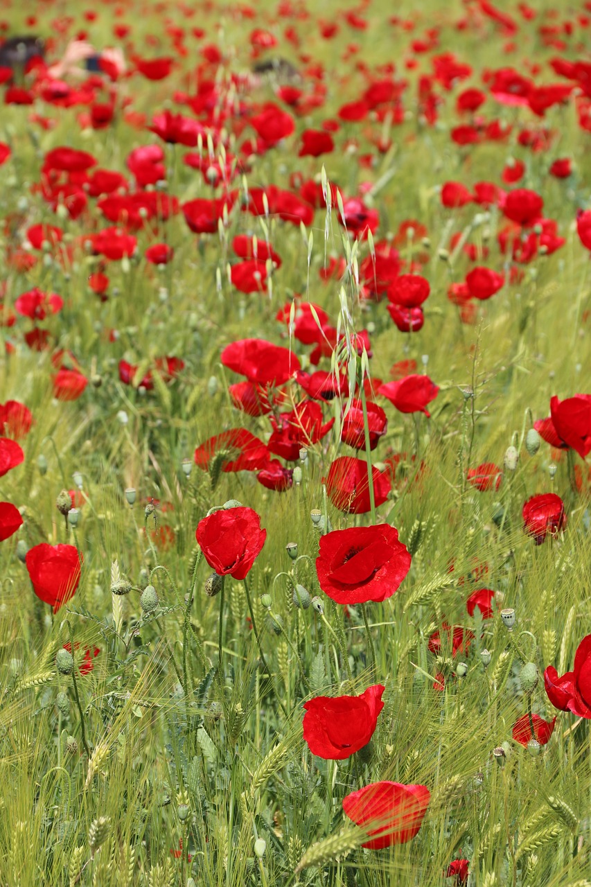 papaver rhoeas flower plant free photo