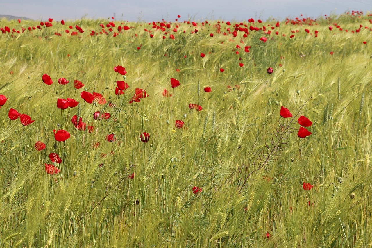 papaver rhoeas flower plant free photo