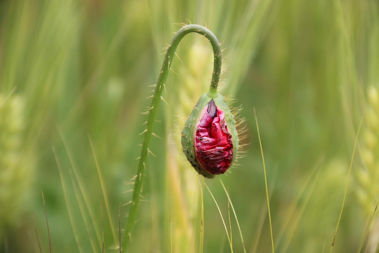 papaver rhoeas flower plant free photo