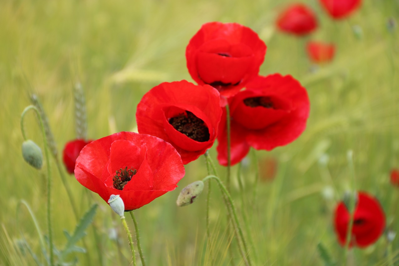 papaver rhoeas flower plant free photo