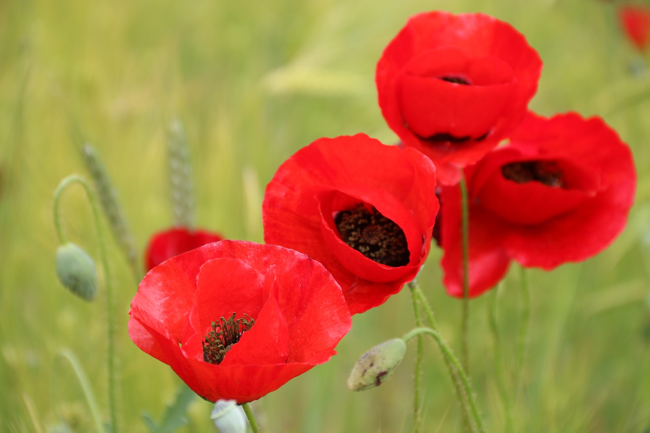 papaver rhoeas flower plant free photo