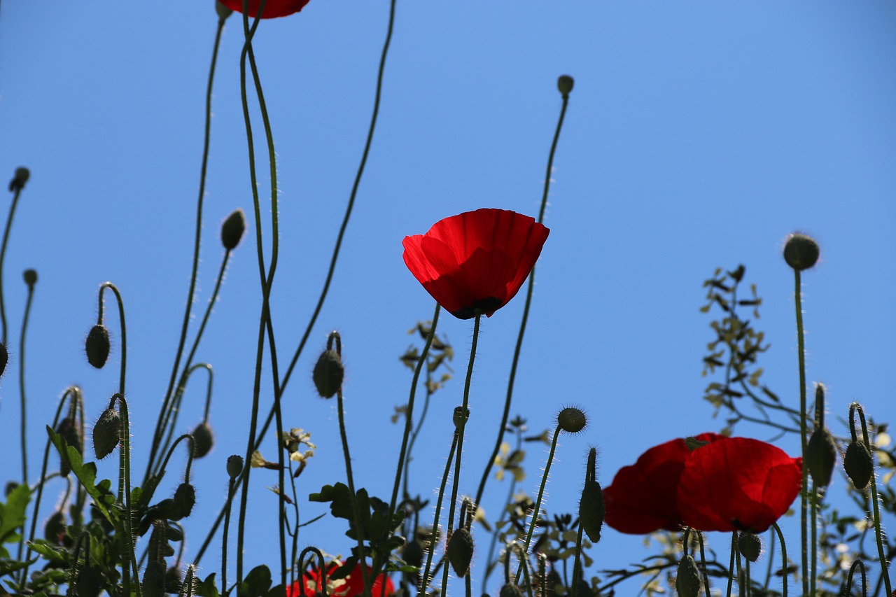 papaver rhoeas flower plant free photo